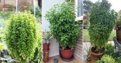 How to Grow Big Basil Plant Like a Shrub for Unlimited Harvest - balconygardenweb.com