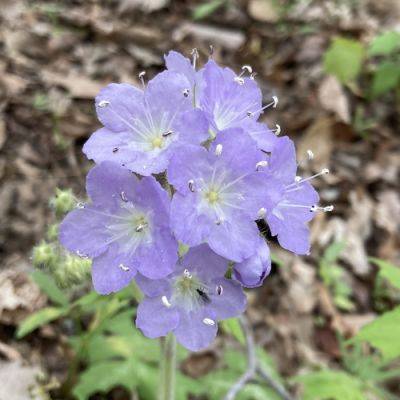 GPOD on the Road: Wildflowers of Southern Indiana - finegardening.com - state Indiana