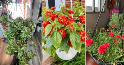 14 Drought Tolerant Plants for Hanging Baskets - balconygardenweb.com - Britain