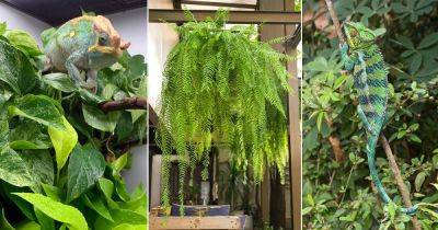10 Plants Safe for Chameleons - balconygardenweb.com
