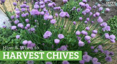 How to Harvest Chives From the Garden or Container Plantings - savvygardening.com - county Garden