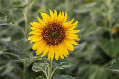 10 Best Companion Plants For Sunflowers (Plus, 3 To Avoid!) - southernliving.com