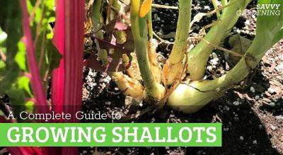 Growing shallots: A Complete Guide - savvygardening.com