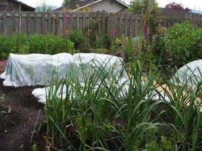 Insect netting will deter veggie garden pests - theprovince.com