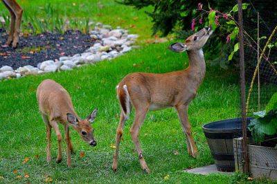 7 Ways To Keep Deer Out Of Your Garden, According To Experts - southernliving.com - Georgia