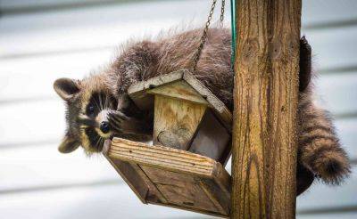 How to Keep Raccoons Out of Bird Feeders: 4 Ways - thespruce.com
