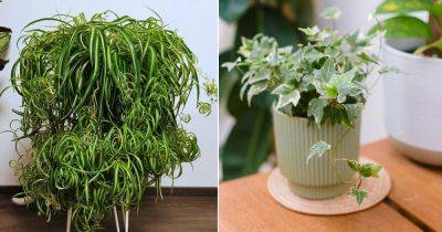 4 Houseplants That Remove Carbon Monoxide - balconygardenweb.com