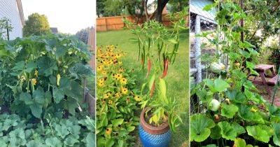 8 Vegetables Not to Plant Together and Why? - balconygardenweb.com