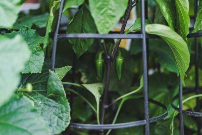 32 Companion Plants to Grow With Your Peppers - treehugger.com - Switzerland
