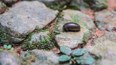 8 Facts About the Fascinating Roly-Poly - treehugger.com - Britain