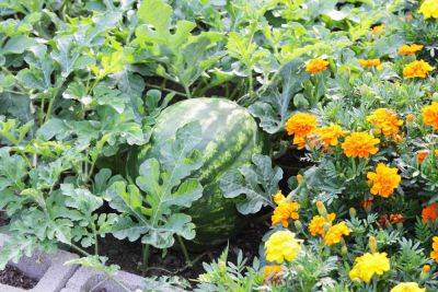 7 Best Companion Plants For Watermelon (And 3 To Avoid!) - southernliving.com