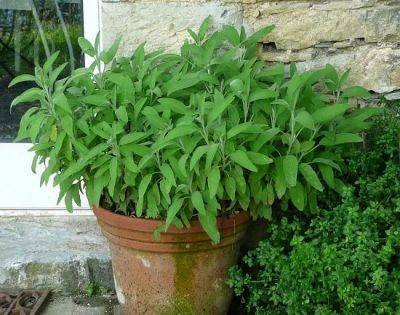 Growing Sage In Pots | Sage Plant Care In Containers - balconygardenweb.com