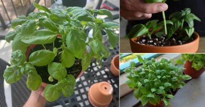 Grow Unlimited Basil Plants in One Pot This Way - balconygardenweb.com