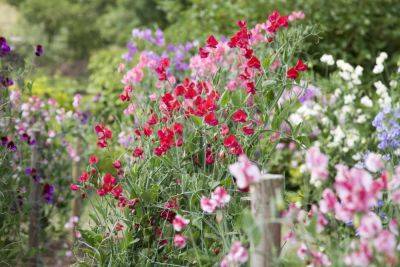 18 Fragrant Plants To Fill Your Garden With Delightful Scents - southernliving.com - state Arkansas - state Tennessee