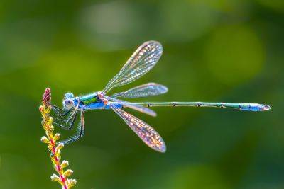 8 Things You Never Knew About Dragonflies - treehugger.com