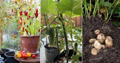 12 Vegetables that Grow Many from One - balconygardenweb.com