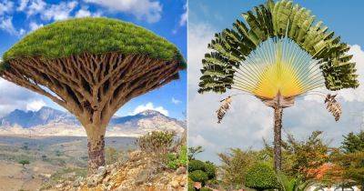 15 Funny Tree Names - balconygardenweb.com - Usa - Australia - Chile