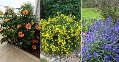 15 Flowering Shrubs That Bloom All Summer - balconygardenweb.com - Usa - Japan