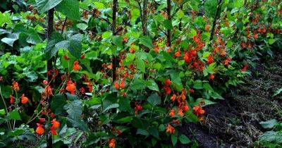 How to Plant and Grow Scarlet Runner Beans - gardenerspath.com - Poland - Mexico