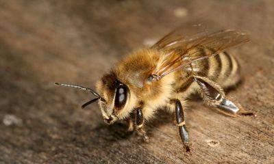 How to Identify Different Types of Bees - treehugger.com - Georgia