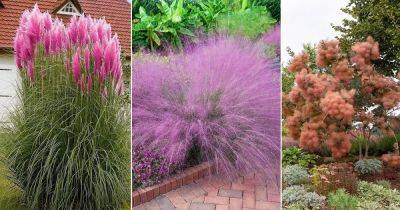 7 Flowers That Look Like Cotton Candy - balconygardenweb.com