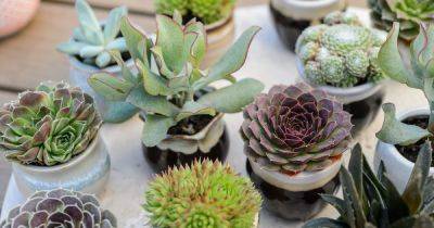10 Smallest House Plants for Tiny Spaces - gardenersworld.com - Usa