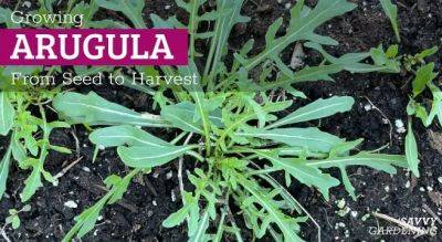 Planting Arugula: A Seed-to-Harvest Guide - savvygardening.com - Britain - Australia