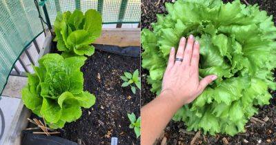 How to Harvest Lettuce So that It Keeps Growing - balconygardenweb.com