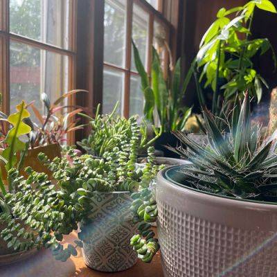 Cacti and Succulent Gardening in Connecticut - finegardening.com - state Connecticut