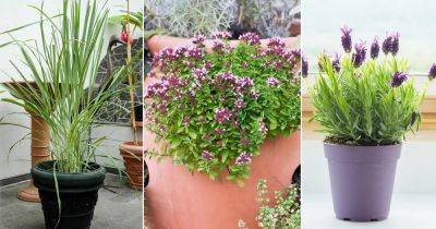 Crush Leaves of These 11 Plants and Smell For Unbelievable Benefits - balconygardenweb.com