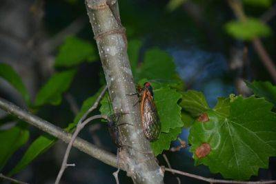 Question of the Week – Periodical Cicada - hgic.clemson.edu - state South Carolina