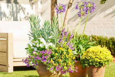 Recipes For Hardy Container Gardens That Can Stand Up To The Southern Heat - southernliving.com