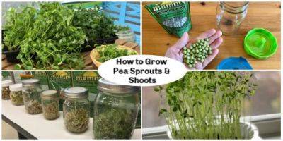 Pea Sprouts and Shoots: A Step By Step Growing Guide - savvygardening.com