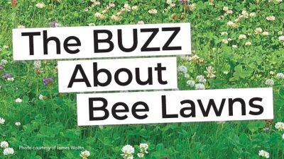 You've Heard of No-Mow May — Try a Bee Lawn Instead! - gardengatemagazine.com - state Minnesota