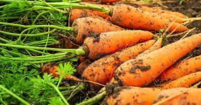 How to Identify and Manage 11 Carrot Diseases - gardenerspath.com