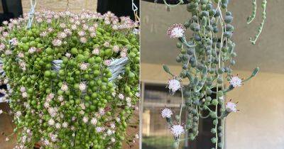 How to Get Your String of Pearls to Flower - balconygardenweb.com