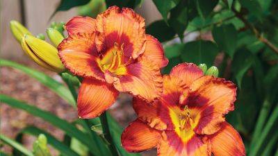 Editor's Choice: Mighty Chestnut Daylily - gardengatemagazine.com