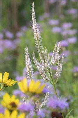 Prairie and meadow plantings, succession and more, with neil diboll - awaytogarden.com - New York - state Wisconsin