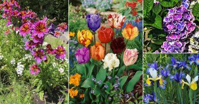 20 Prettiest Flowers in the World - balconygardenweb.com - Greece - Chile