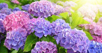 What Is a Flowering Flush? All About Plant Bloom Cycles - gardenerspath.com