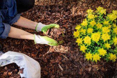 How Often Should You Replace Mulch? We Asked a Landscaping Pro - thespruce.com