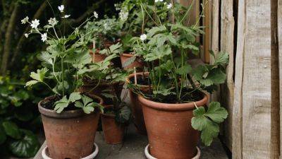 Psychotherapist Sue Stuart-Smith on the healing power of gardening | House & Garden - houseandgarden.co.uk