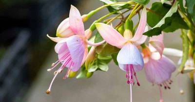 How to Identify and Manage 3 Common Fuchsia Diseases - gardenerspath.com