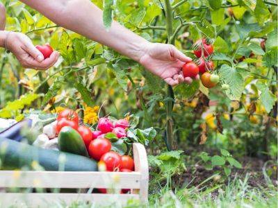 Dos and don'ts of companion planting for tomatoes - theprovince.com
