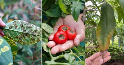 6 Common Plant Disorders that are Often Confused As Diseases - balconygardenweb.com