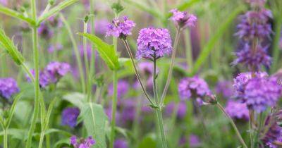 How to Grow Verbena - gardenersworld.com