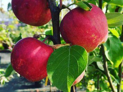 How to prevent pests from damaging apple trees - theprovince.com