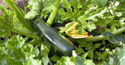 When and How to Harvest Zucchini - gardenerspath.com