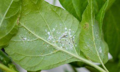 How To Get Rid Of Mealybugs, According To An Expert - southernliving.com