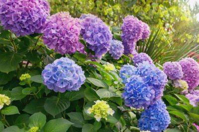How (And When!) To Deadhead Hydrangeas, According To A Horticulturalist - southernliving.com